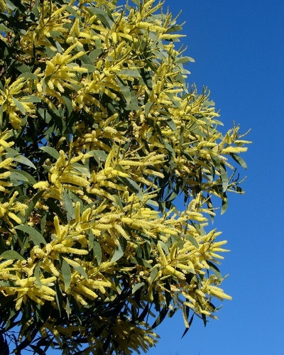 Acacia concurrens