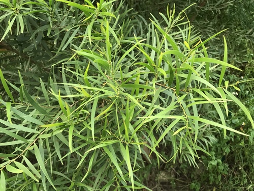 Acacia confusa — photo