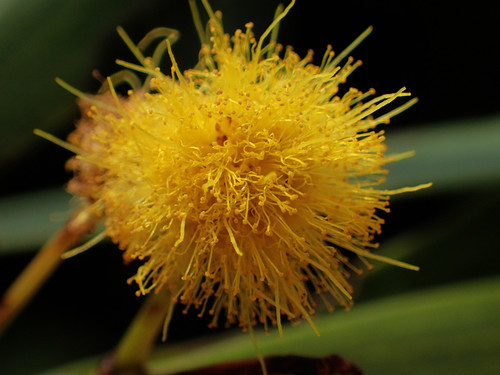 Acacia confusa