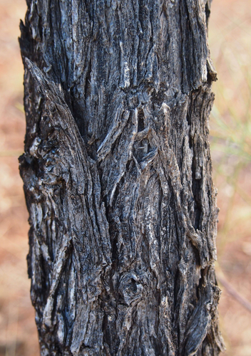 Acacia coriacea (Witchety bush) — photo