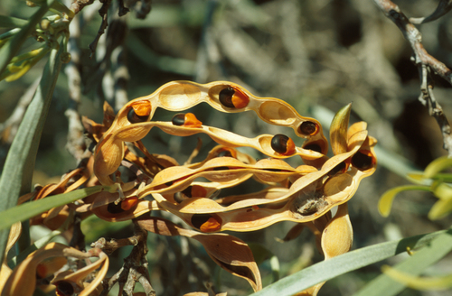 Acacia coriacea subsp. sericophylla (Kerlperr) — photo