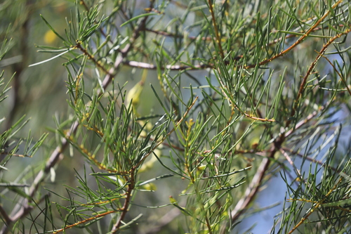 Acacia coriacea