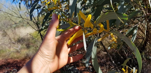 Acacia cowleana (Hall’s Creek wattle) — photo