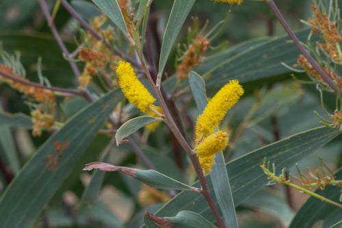 Acacia cowleana (Hall’s Creek wattle) — photo