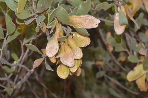 Acacia craspedocarpa (Hop mulga) — photo
