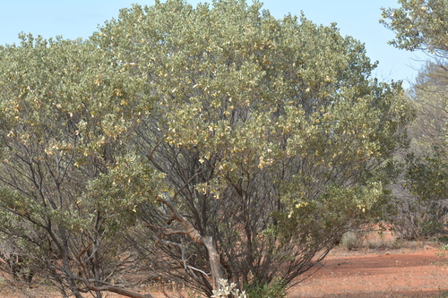 Acacia craspedocarpa (Hop mulga) — photo