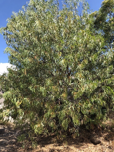 Acacia crassicarpa (Lancewood) — photo