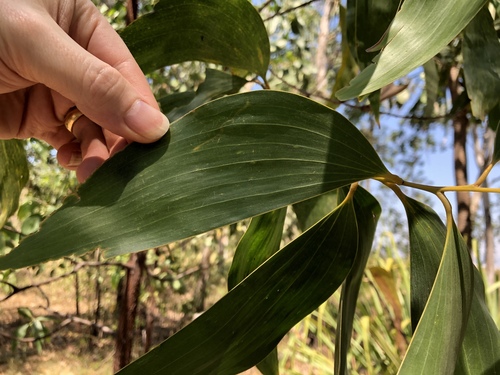 Acacia crassicarpa (Lancewood) — photo