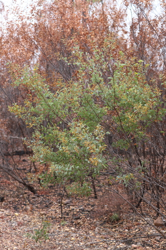 Acacia curvinervia — photo