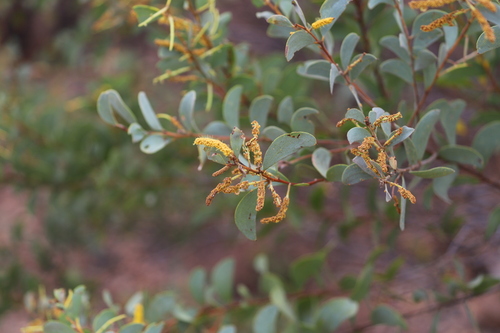 Acacia curvinervia — photo