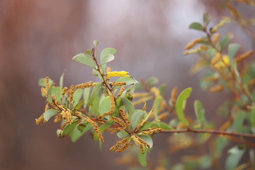 Acacia curvinervia