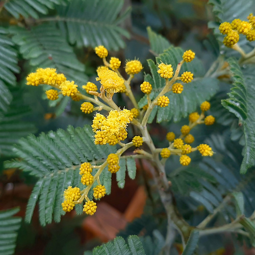 Acacia dealbata (Silver wattle) — photo