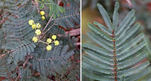 Acacia dealbata (Silver wattle) — photo