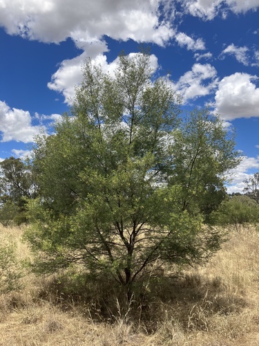 Acacia deanei (Deane's wattle) — photo