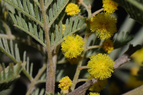Acacia deanei