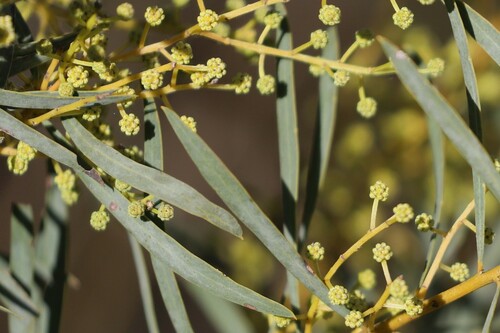 Acacia decora (Showy Wattle) — photo