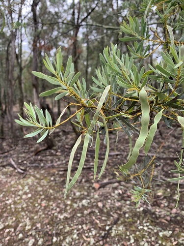 Acacia decora (Showy Wattle) — photo