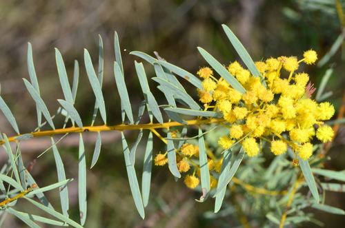 Acacia decora