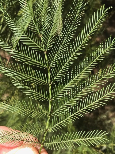 Acacia decurrens (Sydney green wattle) — photo