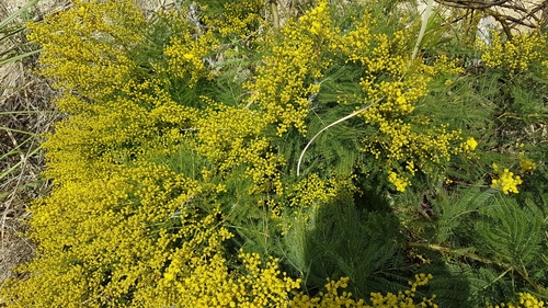 Acacia decurrens (Sydney green wattle) — photo