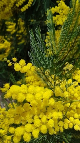 Acacia decurrens