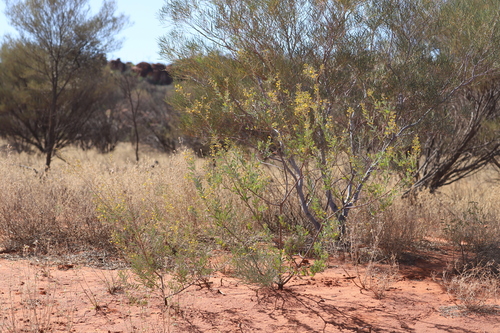 Acacia dictyophleba (Desert wattle) — photo