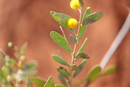 Acacia dictyophleba (Desert wattle) — photo