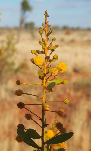 Acacia dictyophleba