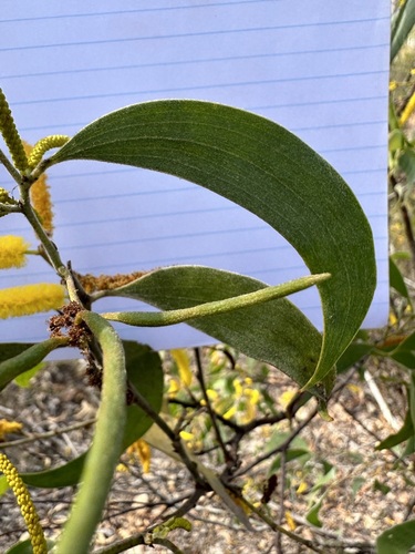 Acacia difficilis (River wattle) — photo