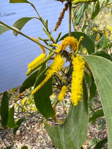 Acacia difficilis (River wattle) — photo