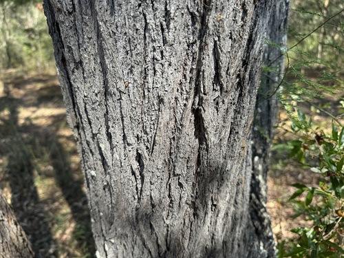 Acacia disparrima subsp. disparrima (Hickory wattle) — photo