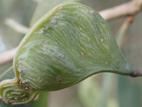 Acacia disparrima subsp. disparrima (Hickory wattle) — photo
