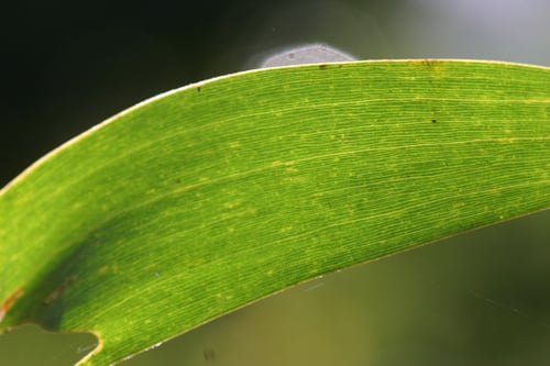 Acacia disparrima subsp. disparrima