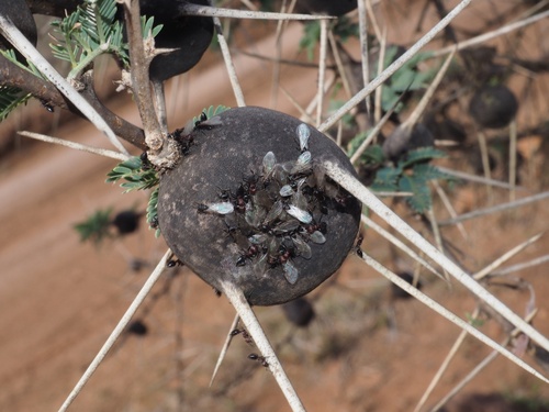 Acacia drepanolobium (Whistling thorn) — photo