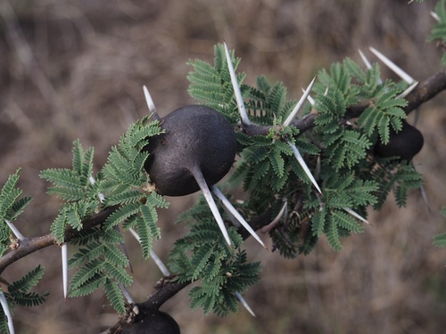 Acacia drepanolobium (Whistling thorn) — photo
