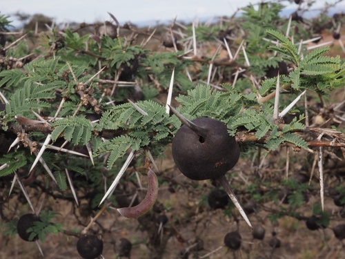 Acacia drepanolobium