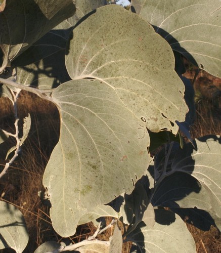 Acacia dunnii (Elephant Ear Wattle) — photo
