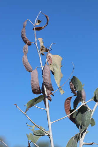 Acacia dunnii (Elephant Ear Wattle) — photo
