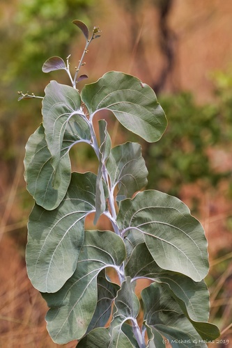 Acacia dunnii