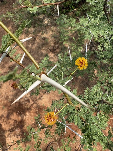 Acacia eburnea (Pahari kikar) — photo
