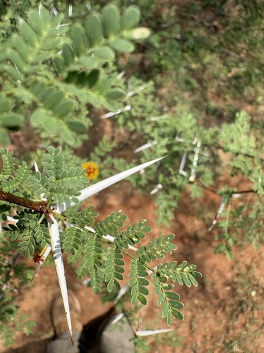 Acacia eburnea (Pahari kikar) — photo