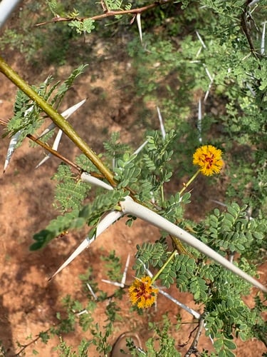 Acacia eburnea