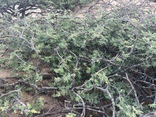 Acacia edgeworthii — photo