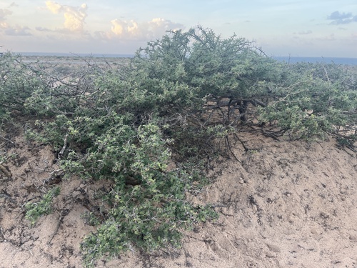 Acacia edgeworthii — photo