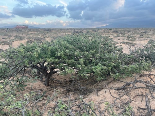 Acacia edgeworthii