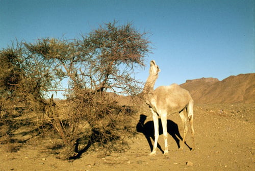 Acacia ehrenbergiana — photo