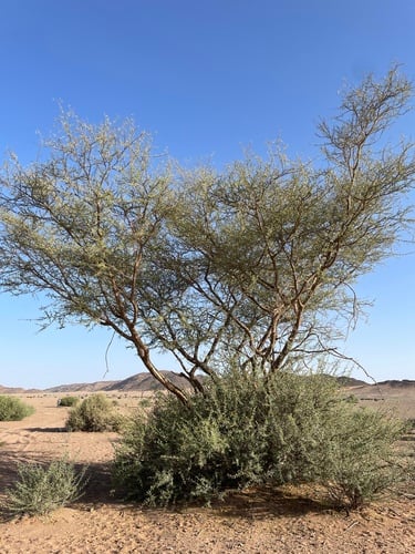 Acacia ehrenbergiana — photo