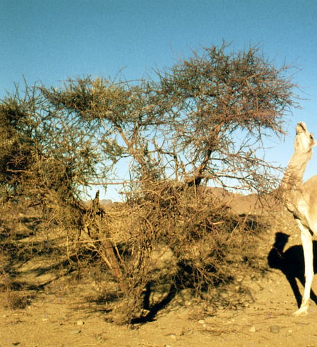 Acacia ehrenbergiana