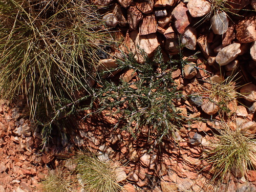Acacia estrophiolata (Ironweed tree) — photo