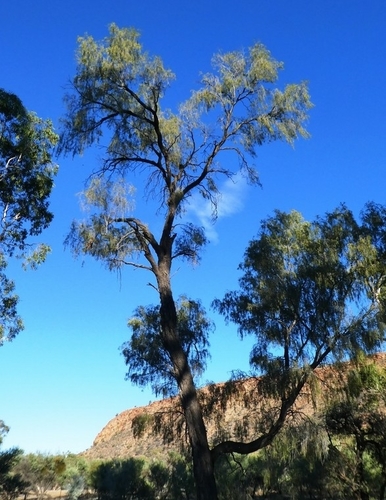 Acacia estrophiolata (Ironweed tree) — photo